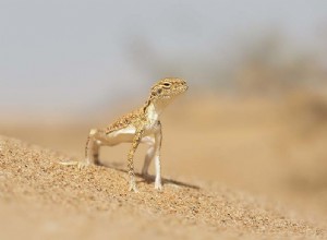 Toad-Headed Agama