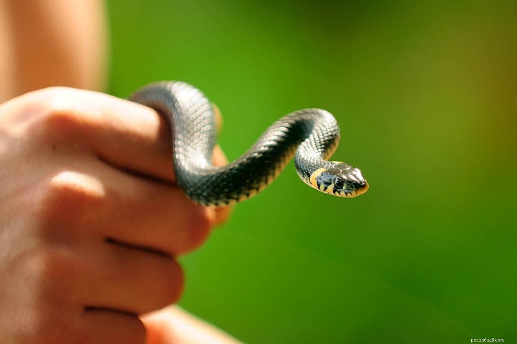 I serpenti amano essere accarezzati? Tutto quello che devi sapere!
