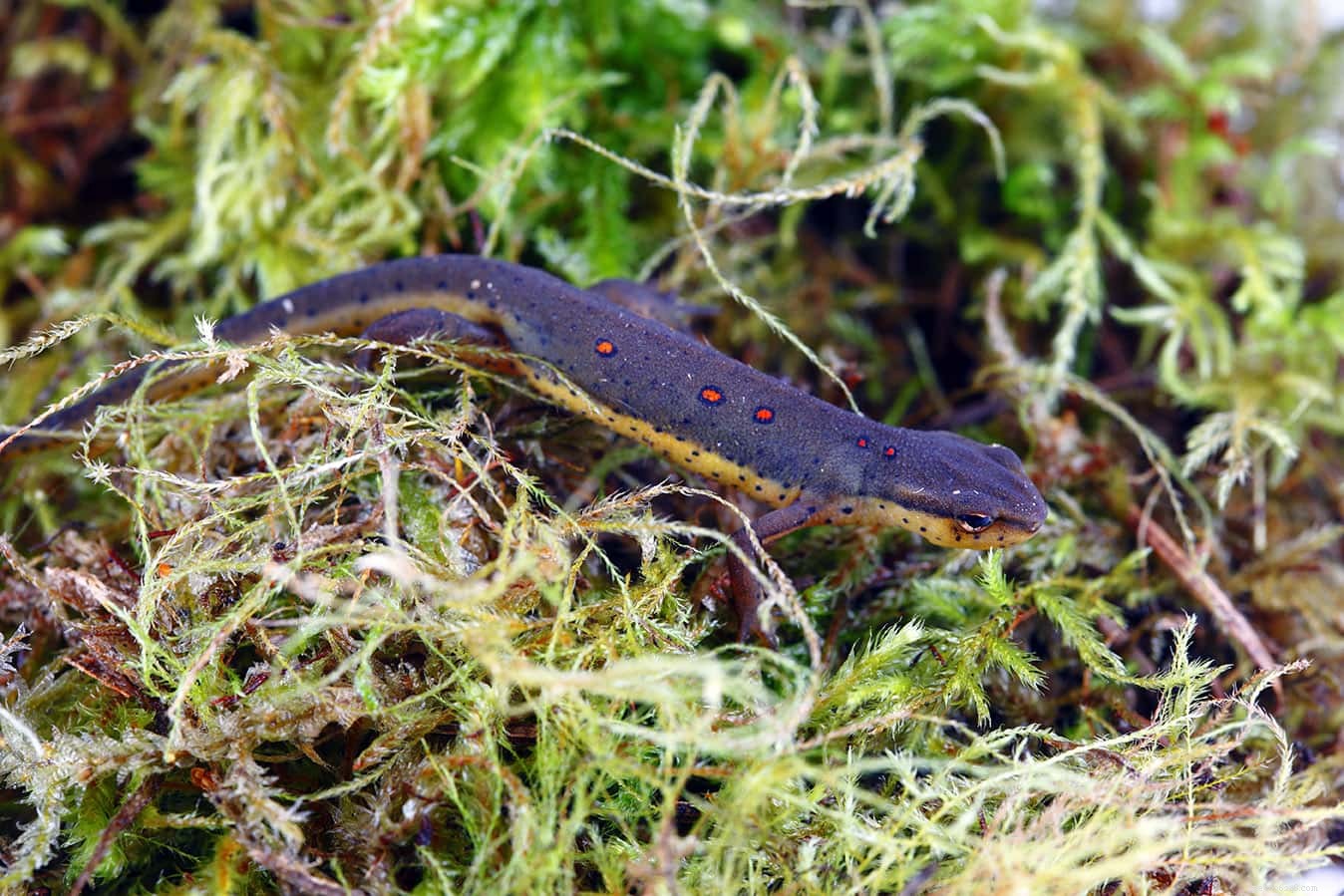 Wat eten salamanders in het wild en als huisdier