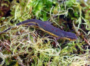 Wat eten salamanders in het wild en als huisdier