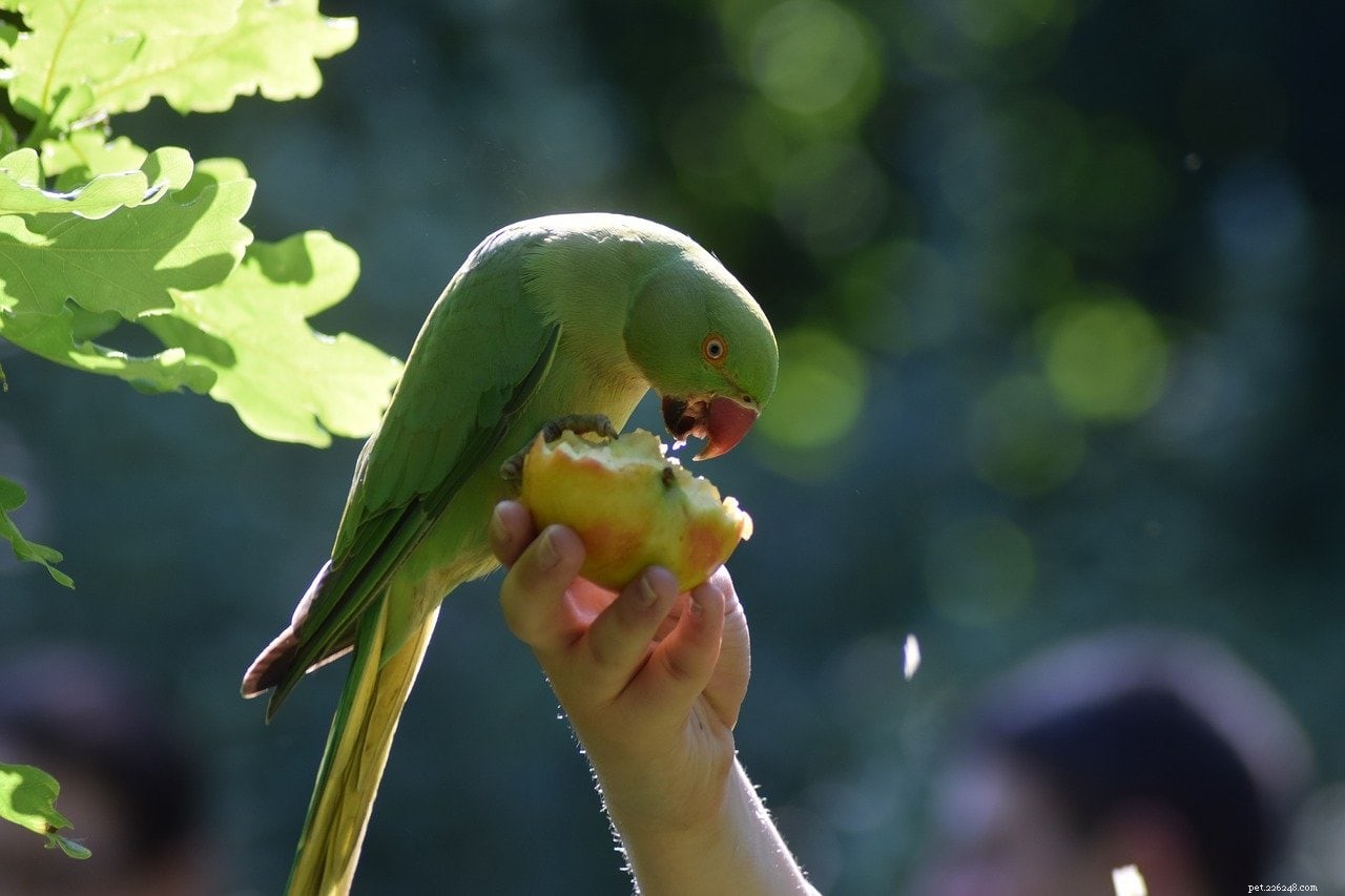 Vad äter parakiter i naturen och som husdjur?