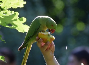 Wat eten parkieten in het wild en als huisdier?