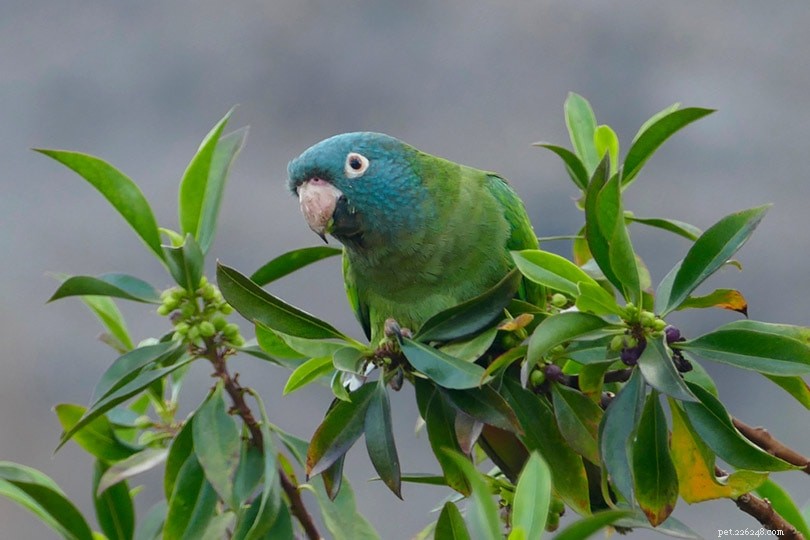 Blue-Crowned Conure