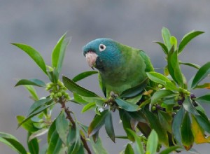 Conure s modrou korunou