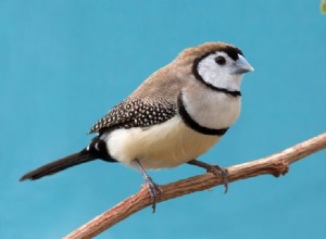 Pěnkava sova (Bicheno Finch)