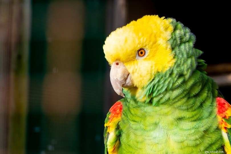 Двойной желтоголовый амазонский попугай