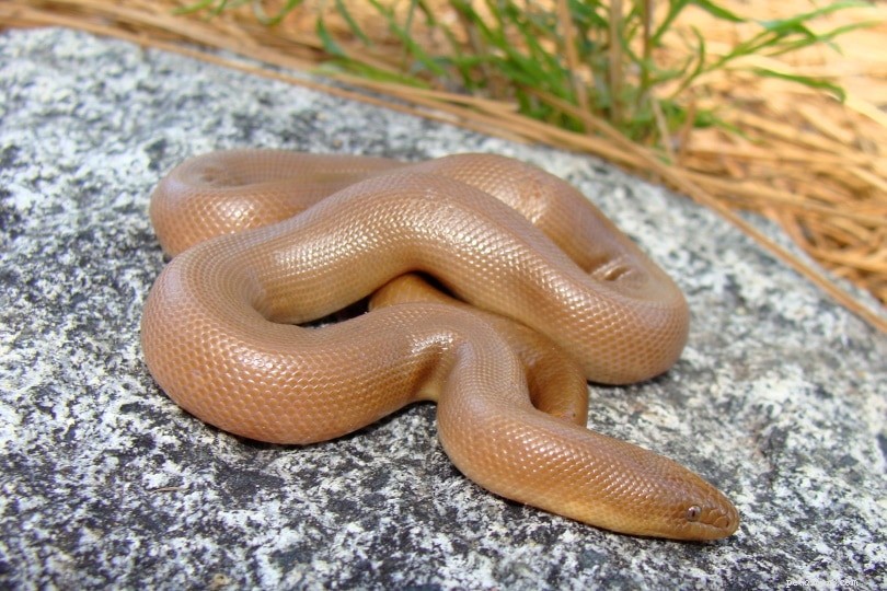 9 serpents trouvés en Californie (avec photos)