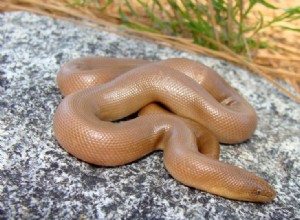 캘리포니아에서 발견된 뱀 9마리(사진 포함)