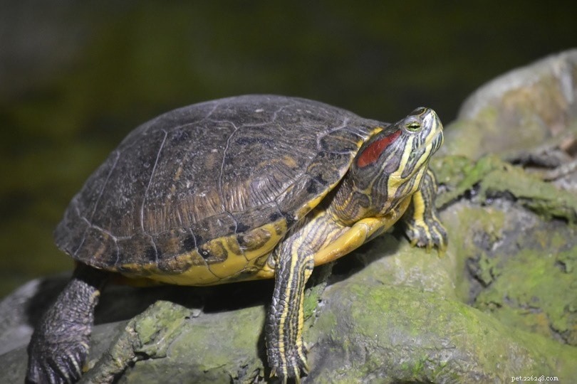 10 espécies de tartarugas encontradas na Geórgia (com fotos)