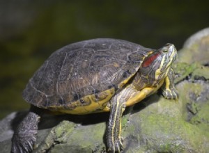 조지아에서 발견된 거북이 10종(사진 포함)