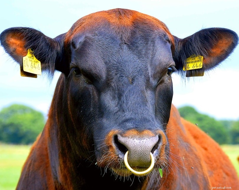 Waarom hebben stieren neusringen?