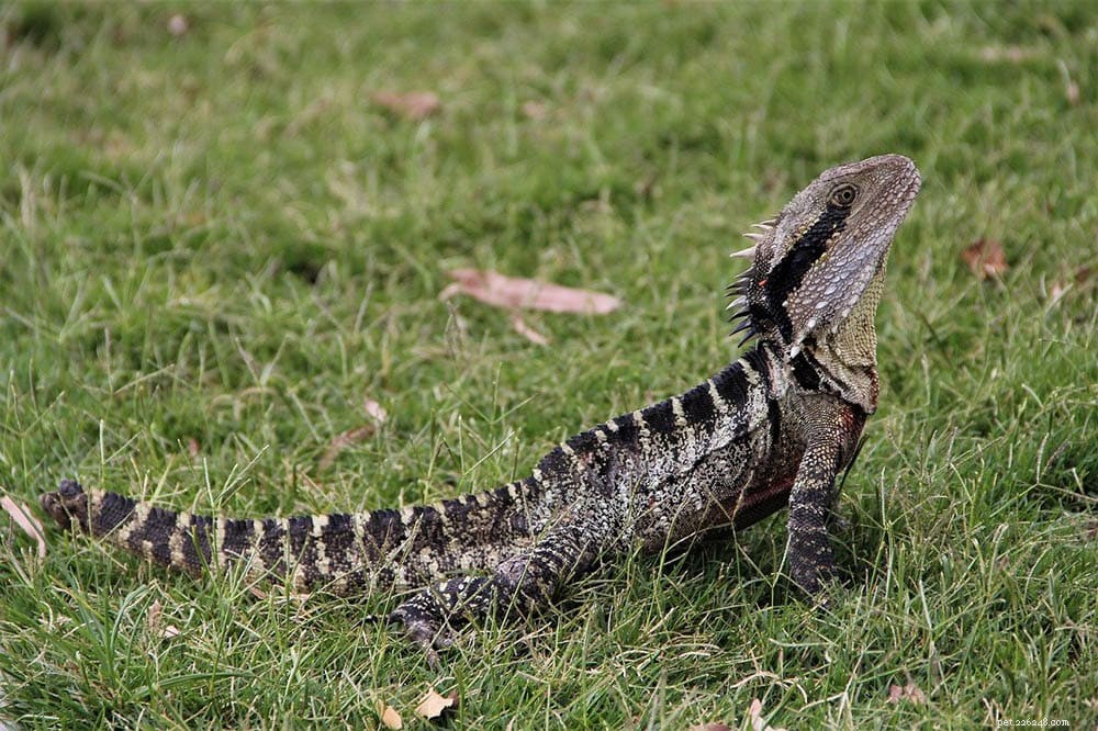 Os dragões de água australianos são bons animais de estimação?