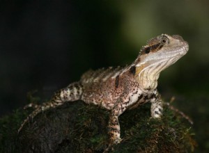 Australische waterdraak