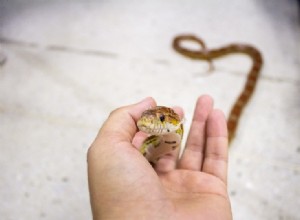 Palmetto kukuřičný had