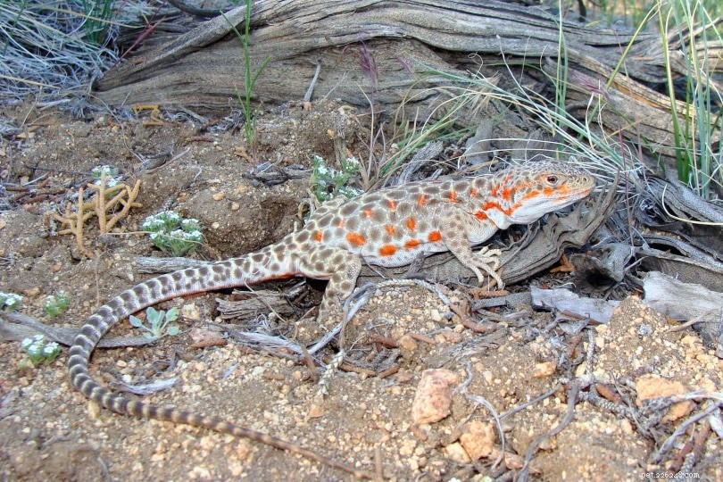 10 espécies de lagartos encontradas na Califórnia (com fotos)