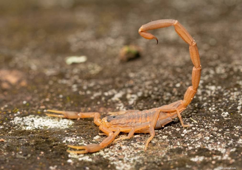 Skorpioner hittade i Oklahoma (med bilder)