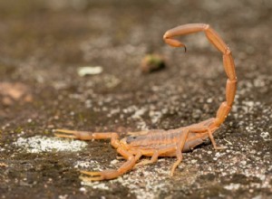 Scorpions nalezeno v Oklahomě (s obrázky)