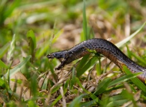 위스콘신에서 발견된 10마리의 뱀(사진 포함)