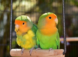 5 Lovebird-kleuren