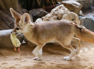 Fennec 여우는 무엇을 먹나요?