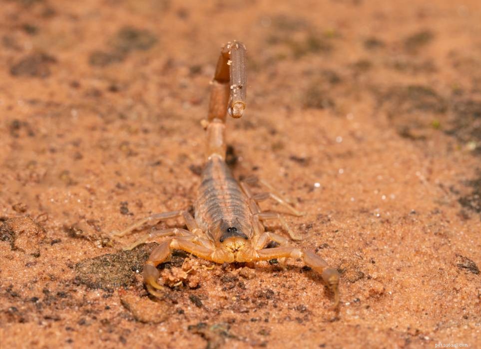 6 скорпионов найдены в Техасе