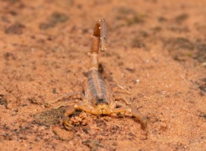 6 скорпионов найдены в Техасе