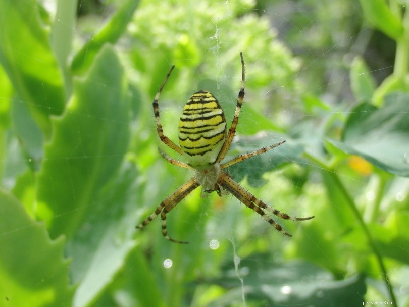 위스콘신에서 15마리의 거미 발견