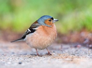 Wat eten vinken in het wild en als huisdier?