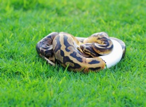 GHI Ball Python Morph