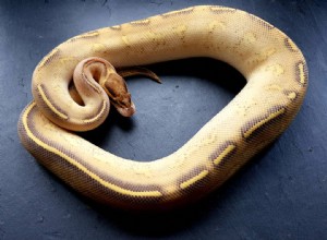 Highway Ball Python Morph