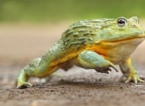 Jsou africké volské žáby dobrými mazlíčky?