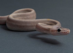 Purple Passion Ball Python Morph