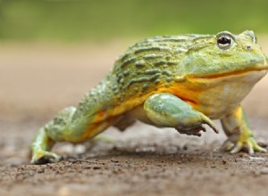 Wat eten Afrikaanse brulkikkers in het wild en als huisdier?