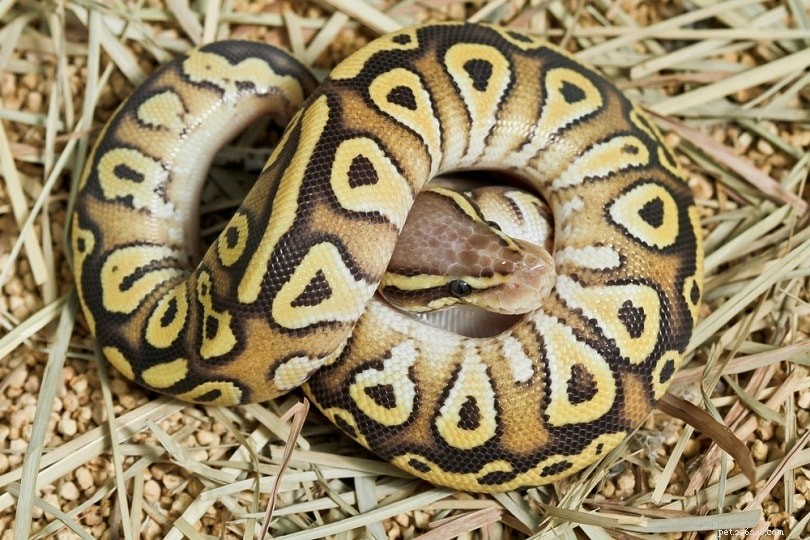 Morph Butter Ball Python