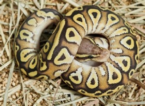 Butter Ball Python Morph