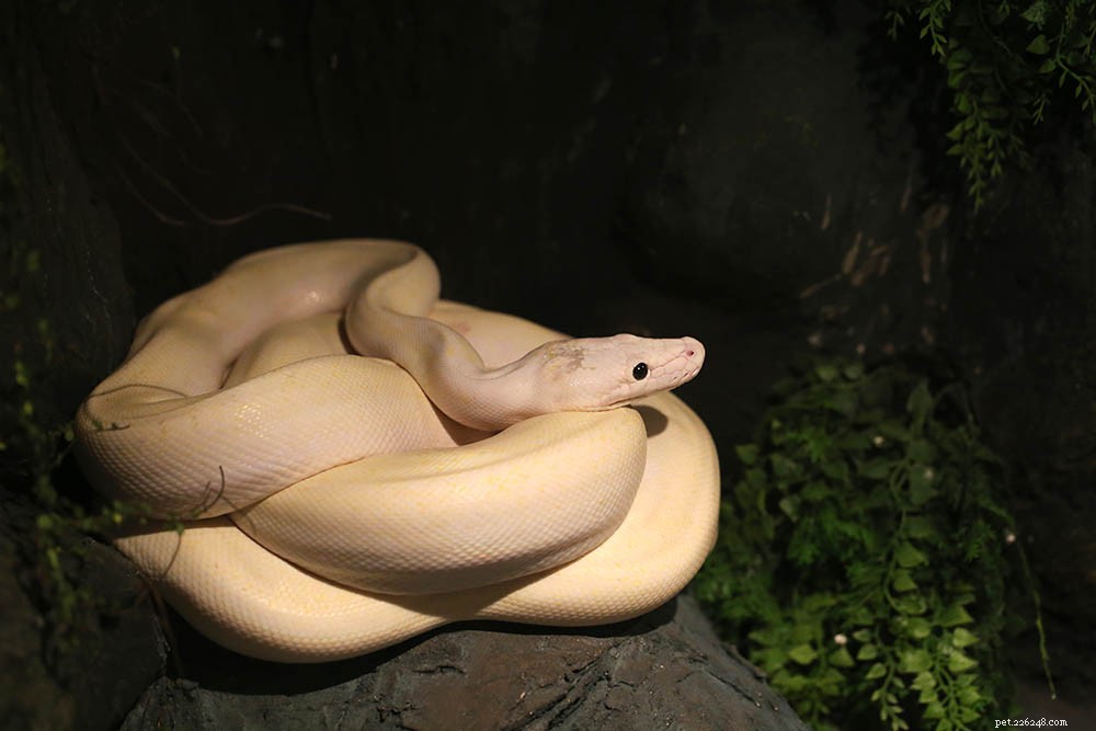 Python boule ivoire Morph 