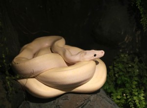 Ivory Ball Python Morph 