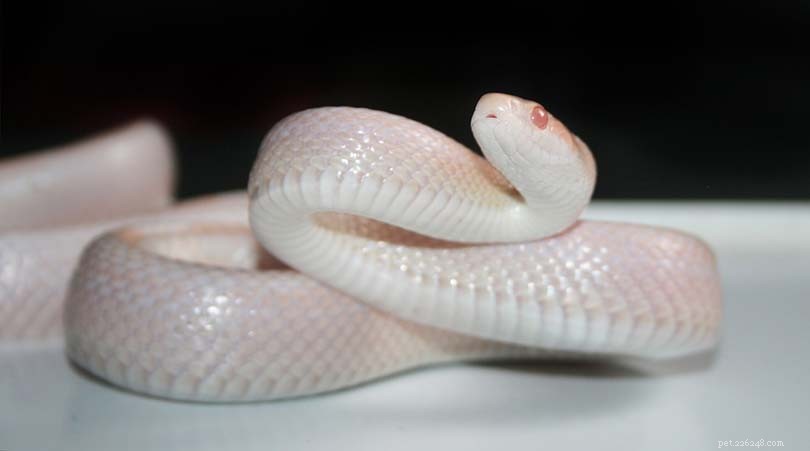 Serpent des blés blanc