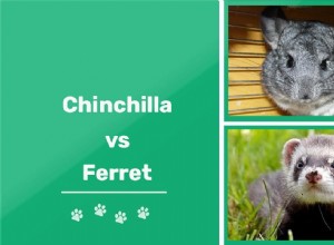 Chinchilla vs. fret:welk huisdier past bij jou?