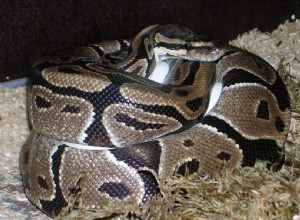 Super Pastel Ball Python Morph