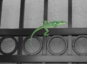 Jamaicaanse Giant Anole:Facts, Info &Care Guide (met afbeeldingen)