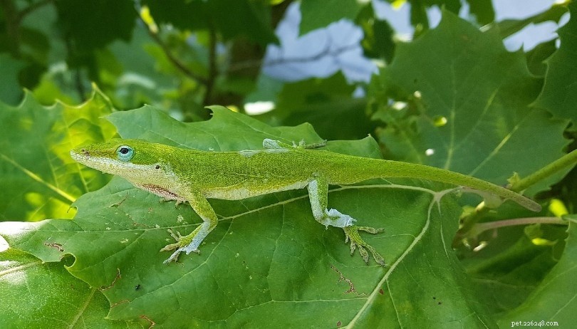 Green Anole：Facts、Info＆Care Guide（With Pictures）