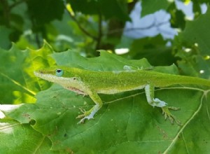 Green Anole:Fakta, informace a průvodce péče (s obrázky)