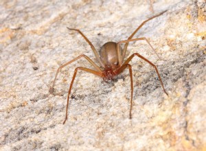 플로리다에서 발견된 거미 7마리