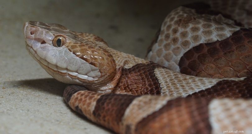 아칸소에서 발견된 10마리의 뱀
