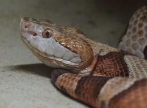 아칸소에서 발견된 10마리의 뱀