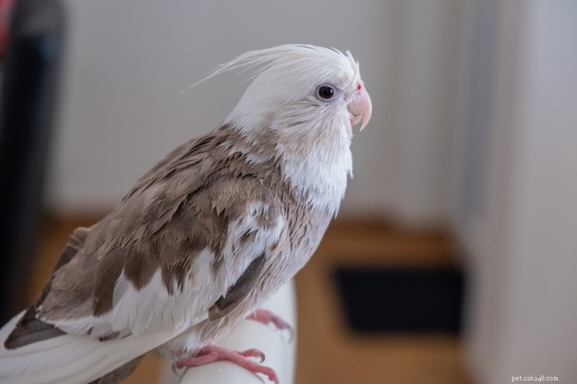 Aves de estimação podem ser treinadas para viver sem gaiola e não voar?