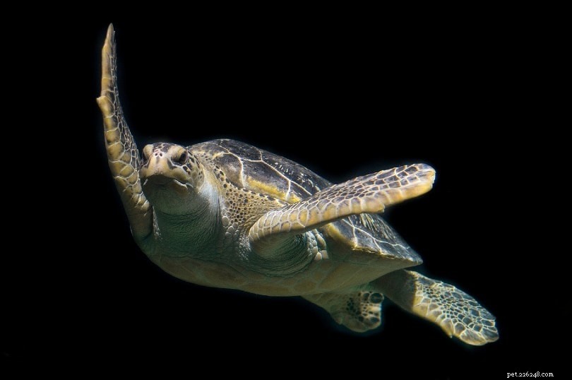 Kunnen schildpadden zien in het donker? Wat u moet weten!