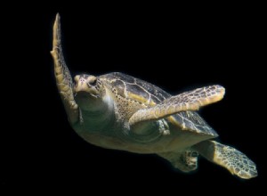 Могут ли черепахи видеть в темноте? Что вам нужно знать!