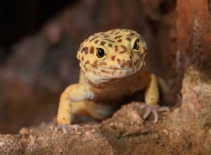 Líbí se držení gekonů leopardích? Vše, co potřebujete vědět!